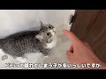 大好きなおもちゃが壊れてるのを発見した猫たちがこうなっちゃいました…