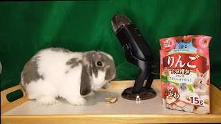 【ASMR】うさぎにドライフルーツのリンゴをあげたら咀嚼音がヤバかった(高性能マイク)