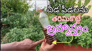 గులాబీతో పాటు అన్ని రకాల మొక్కలకు వచ్చే చీడపీడలను VIRUS తెగుళ్లను తరిమికొట్టే ద్రావణం ఇది..☝️