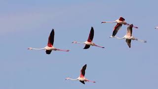 The Camargue - where flamingos fly