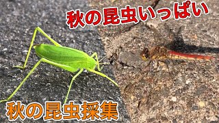 [秋の昆虫採集]バッタやトンボがたくさん