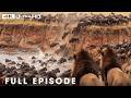 World's Deadliest of Lion | Season 5 Full Episodes | Nature Animal Documentary