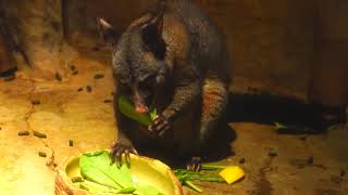 フクロギツネのお食事風景　多摩動物公園　2020.7.21