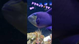 名前間違えられたやつ／沼津港深海水族館［YouTube水族館］#アカモンガラ #ドラキュラ #vampire