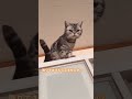 あの〜すみません 猫 cat アメショ アメリカンショートヘア shorts 腎不全 貧血 過去動画