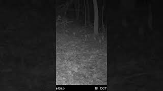 Fastest opossum on the planet! #cellulartrailcamera #wildlife #opossum