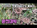 2024년 첫 다발성 줄 능이버섯을 만났습니다. 영남 북부권 900고지 개척산행.