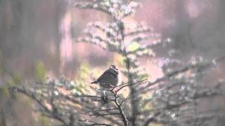 野鳥撮影・ ホオアカ　Chestnut-eared Bunting