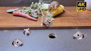 Cat TV for cats to watch | mouse jerry hole hide & seek and Play , 8 hour 4k UHD