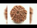 nabadisha রুদ্রাক্ষ rudraksha সাত মুখী রুদ্রাক্ষ এবং নয় মুখি রুদ্রাক্ষ মাহাত্ম্য জেনে নিন।