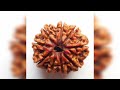 nabadisha রুদ্রাক্ষ rudraksha সাত মুখী রুদ্রাক্ষ এবং নয় মুখি রুদ্রাক্ষ মাহাত্ম্য জেনে নিন।