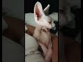 Cute and funny sphynx cat video #sphynx #sphynxcat #sphynxkitten #sphynxcatvideo #shorts