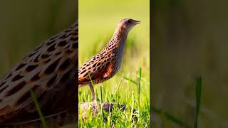 Singer Bird... #shorts #short #naturalearth. #nature #birds #naturelover #naturelovers