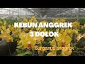 Kebun Anggrek 3 Dolok, surga pencinta anggrek.