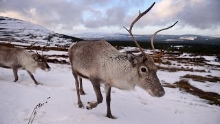 A Reindeer Might Have Caused Siberia's Sudden Anthrax Outbreak