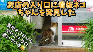 お店の入り口に看板ネコちゃんを発見した