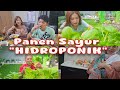 PANEN KEBUN BUGISAN - SAYUR HIDROPONIK