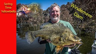 Early Spring catching Yellowbelly at Windemere Dam