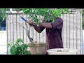 how bonsai hard pruning എങ്ങനെയാണ് ബോൺസായ് ഹാർഡ് പ്രൂണിംഗ് ചെയ്യുന്നത്