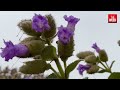 neelakurinji blooms in chikkamagaluru karnataka the week