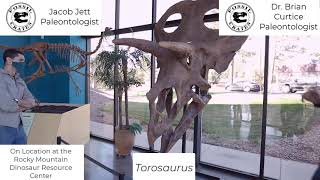 Torosaurus, largest ceratopsian dinosaur skull, discussion with Fossil Crates paleontologists