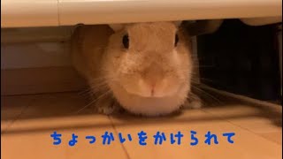 【うさぎの月ちゃん】ちょっかいかけられて