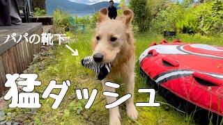 パパの気を引こうと愛犬の取った行動がこちら| Dad chasing the puppy | Canada Life in Vancouver