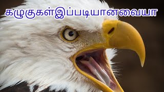 கழுகுகள் பற்றி தெரியாத  தகவல்கள்| Unknown facts about eagles