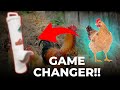 Mann! This CHICKEN FEEDER🐔  is a Game Changer!! - No Waste