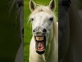 わらうウマ（laughing horse）【おもしろ動画 funny videos ショート】