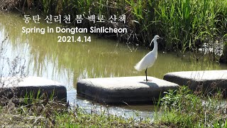 동탄 신리천 봄 백로 산책 Spring in Dongtan Sinlicheon