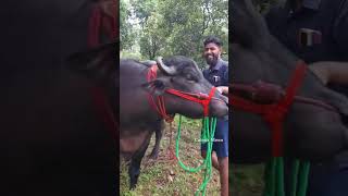 മണ്ണ് കണ്ട് ഭീമൻ പോത്തിന് വിരണ്ട്#buffalo #buffalofarming