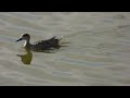 marbled teal albufera wetlands majorca spain