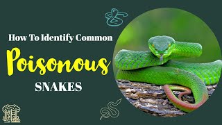 How to Identify Common POISONOUS Snakes ? | Flora N Fauna