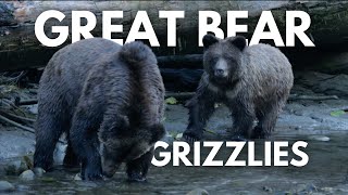 Great Bear Grizzlies