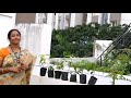 మామిడి టెంక తో మామిడి చెట్లు పెంచాం how to grow mango tree from seed