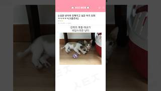 고양이와 친해지고 싶은 아기 강쥐 (귀욤주의) ㅋㅋㅋㅋㅋ