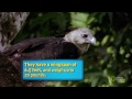 harpy eagle amazing animals