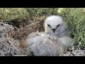 baby red tail hawks