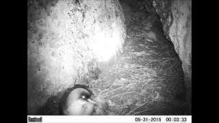 Mice attack \u0026 kill grey petrel chick in cave nest on MARION ISLAND