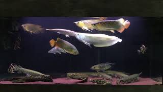 Red arowana albino silver arowana datnoid true spotted gar vittatus tiger fish orino bichir