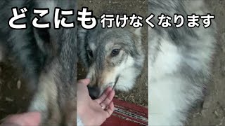 仕事に行くのを阻止するローズウルフ【遅刻】