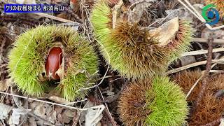 クリの収穫始まる 那須烏山