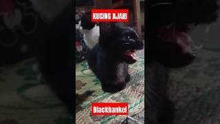 KUCING AJAIB‼️BLACKHANKEI,BLACH PANTHER,KUCING LUCU‼️SUBSCRIBE #cat #verticalvidio #catlover #funny