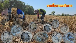 สุดยอดความหมานจบแค่งานเดียวมุมเดียวเจอแบบจังๆ30ตัวป๊าดๆๆอลังการสุดๆ/24 ธันวาคม ค.ศ. 2024