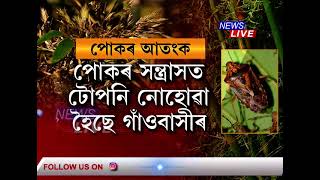 তেজপুৰত লাখ লাখ ক'লা পোকৰ সন্ত্ৰাস, ঘৰ-দুৱাৰ এৰি আন ঠাইলৈ ঢাপলি মেলিছে স্থানীয় ৰাইজ