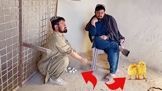 Din Muhammad Da Chargo (chicken) farm | New Pashto Funny video 2022