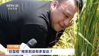 [中国三农报道]“GO”体验 “巨型稻”的根系到底有多发达？|农业致富经 Agriculture And Farming