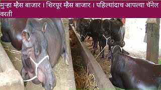 शिरपूर म्हैस बाजार । shirpur mhais bajar(09-05-2022 )#म्हैसबाजार #jafrabadibuffalo #murah #मुर्रा