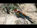 bienenfresser merops apiaster european bee eater gyurgyalag